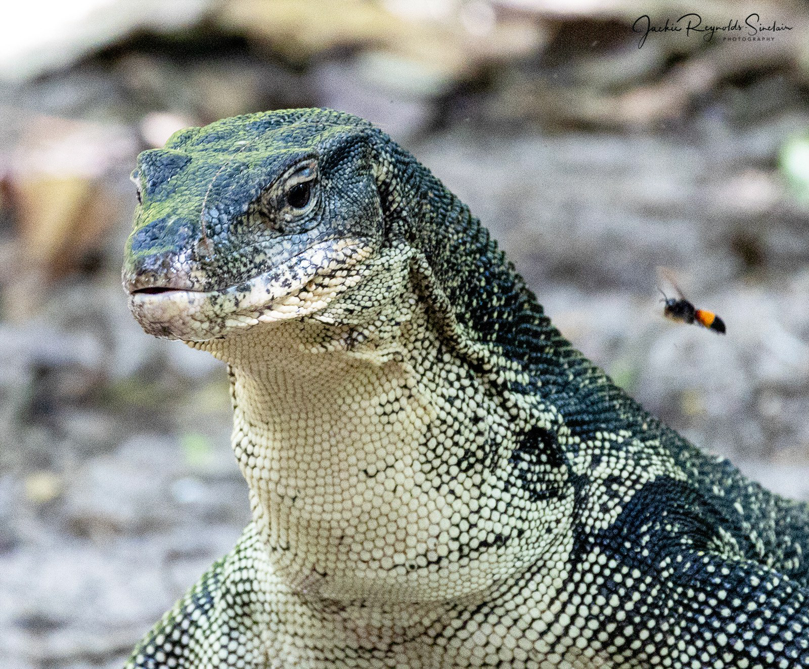 Monitor Lizard