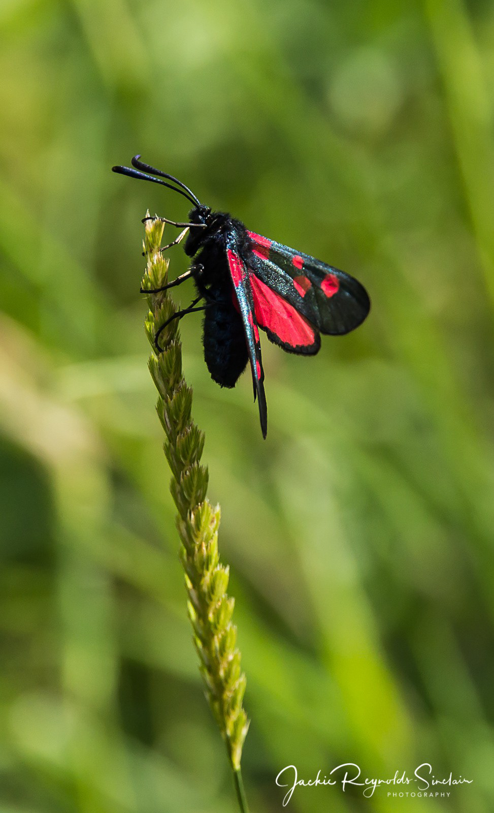 Cinnabar Moth, UK