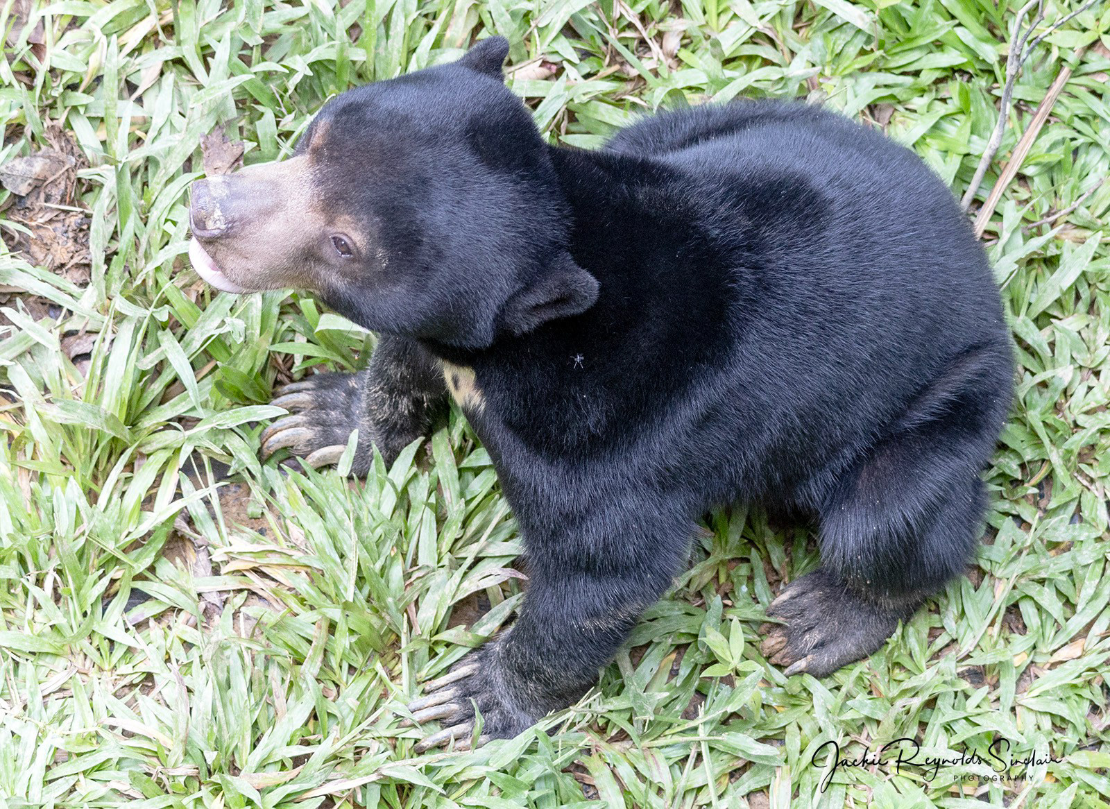 Bornean Sun Bear