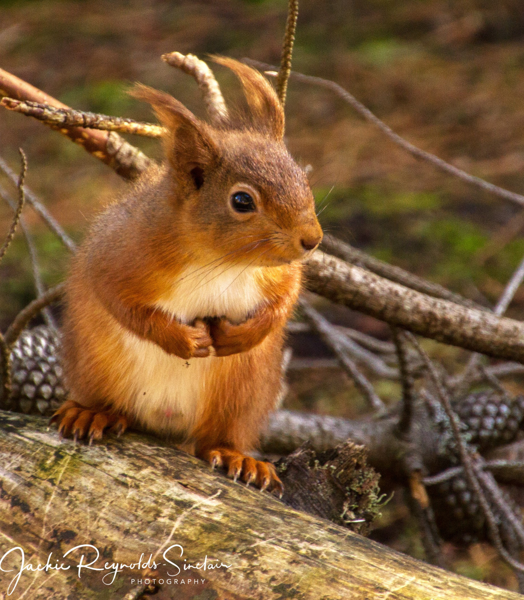 Red squirrel, UK