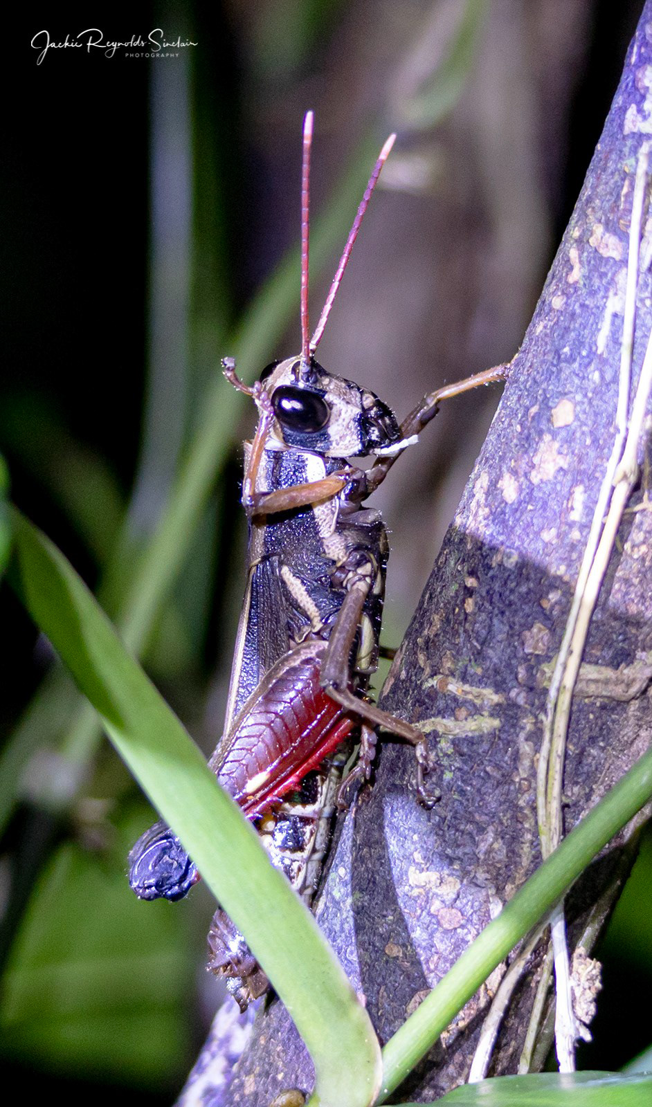 Grasshopper