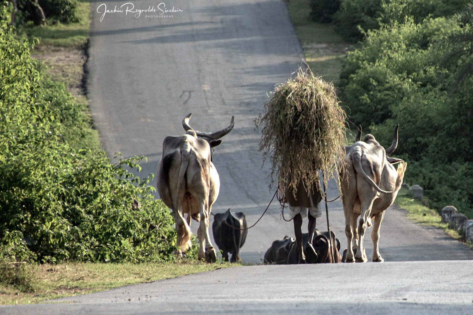 On the road to Udaipur