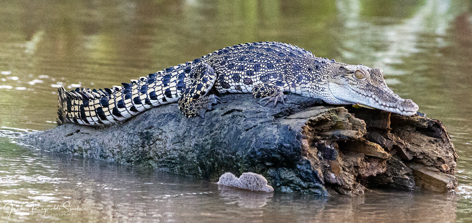 Saltwater Crocodile (juvenile)