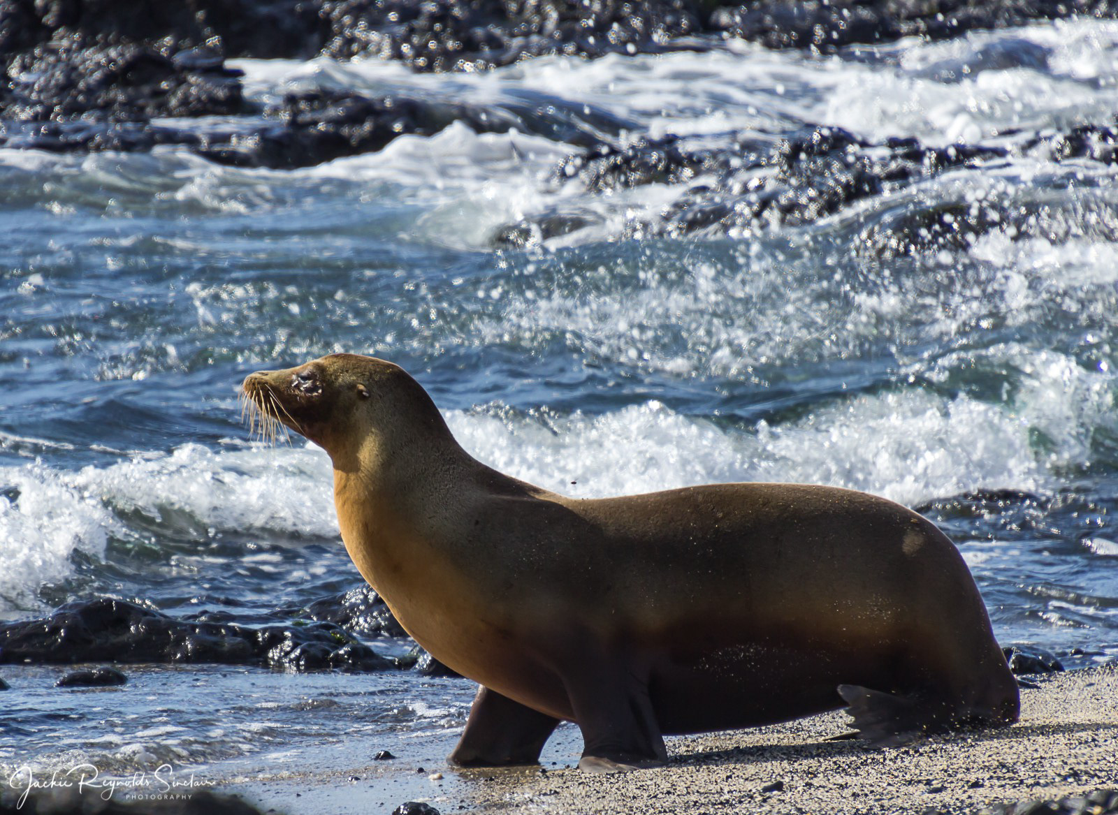 Galapagos Sea Lion