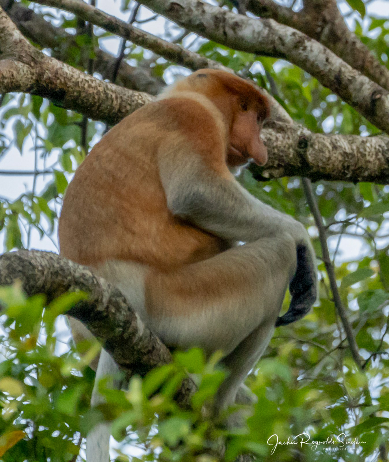Proboscis Monkey