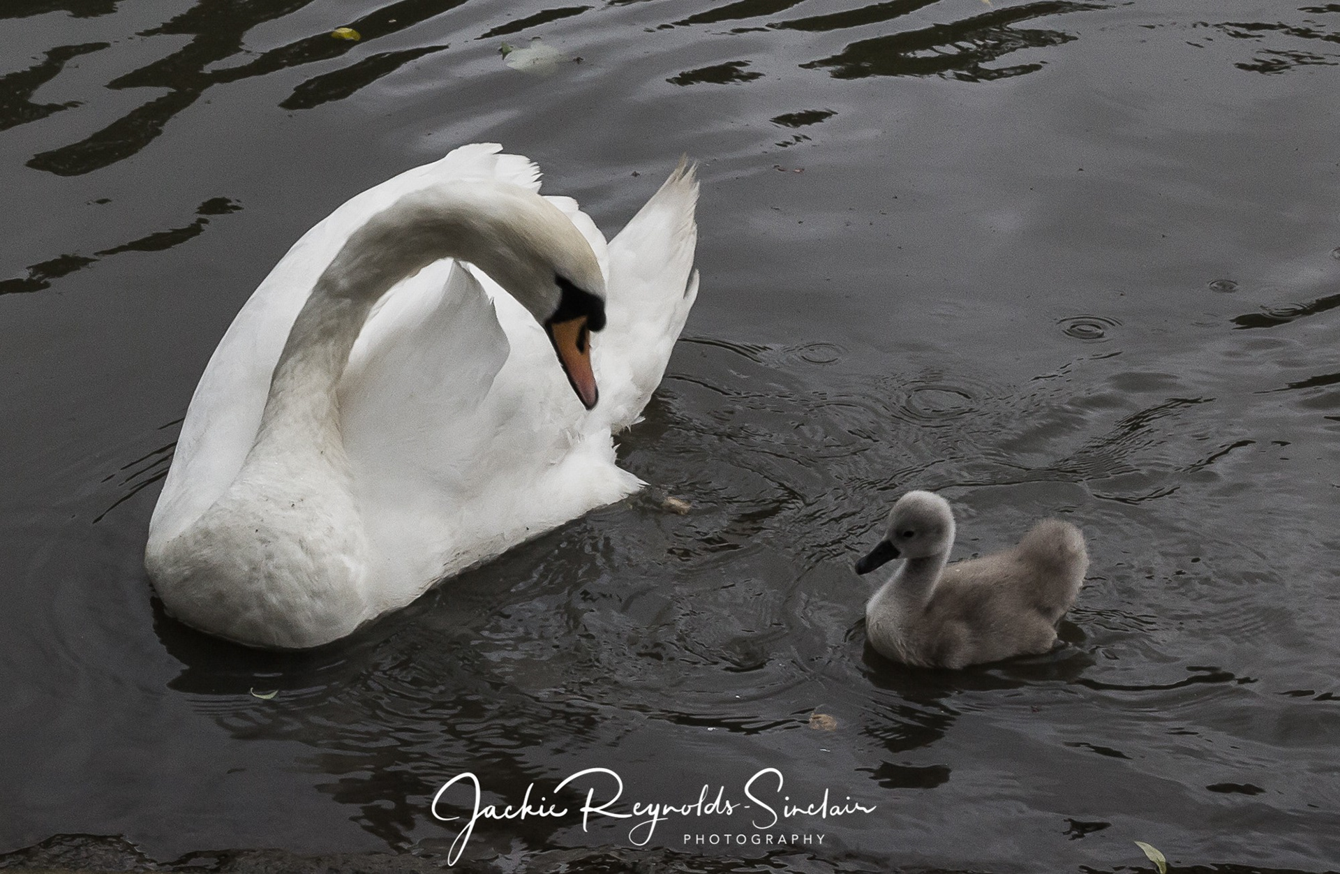 Swan and cygnet, UK