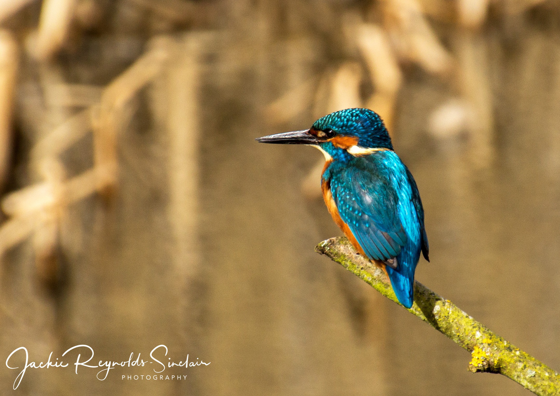 Kingfisher, UK