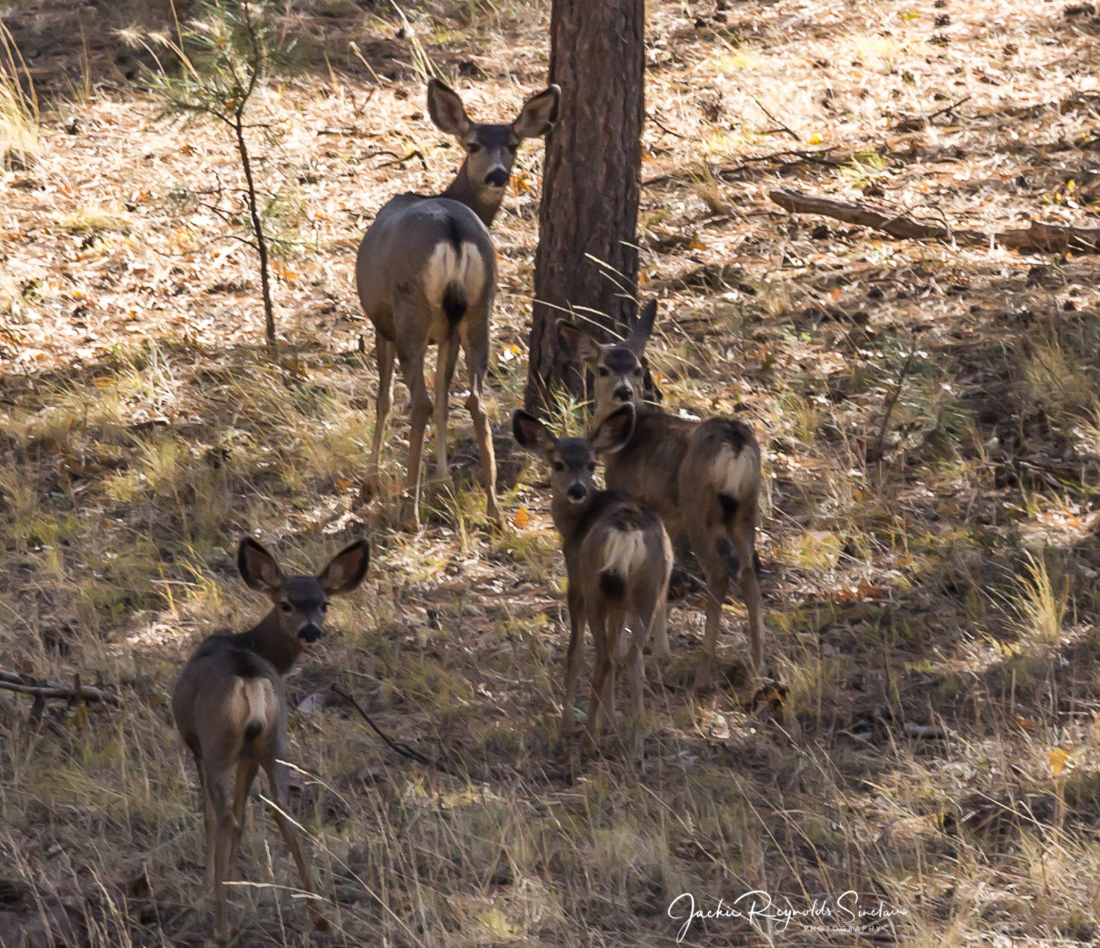 White Tailed Deer, Arizona