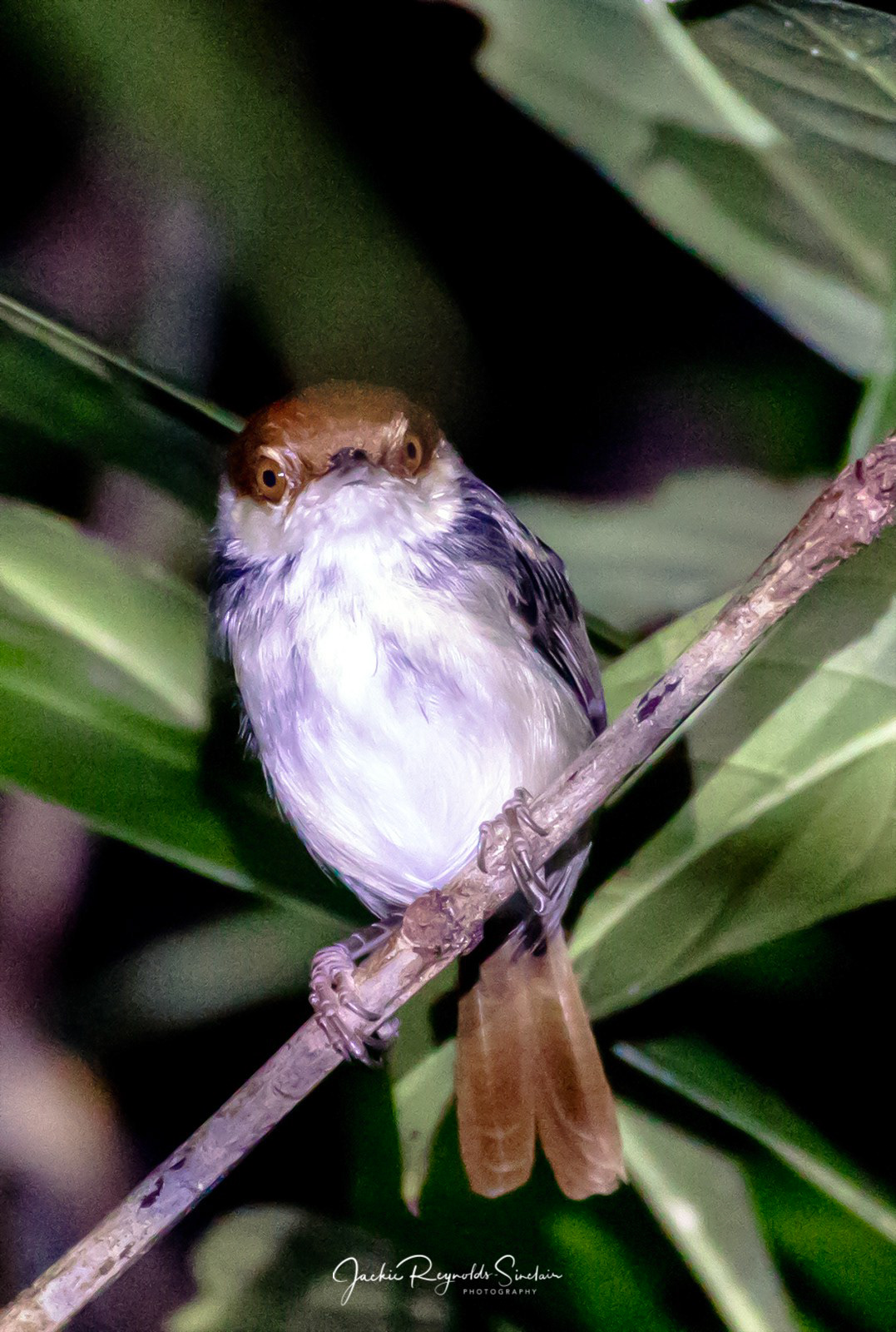 Tailorbird