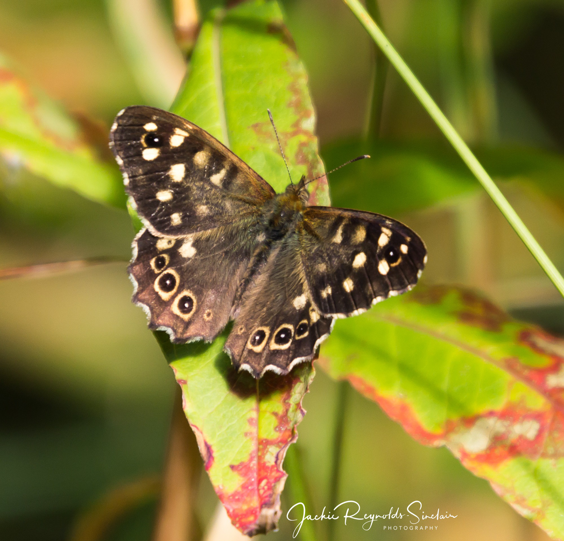 Speckled Wood Butterfly, UK