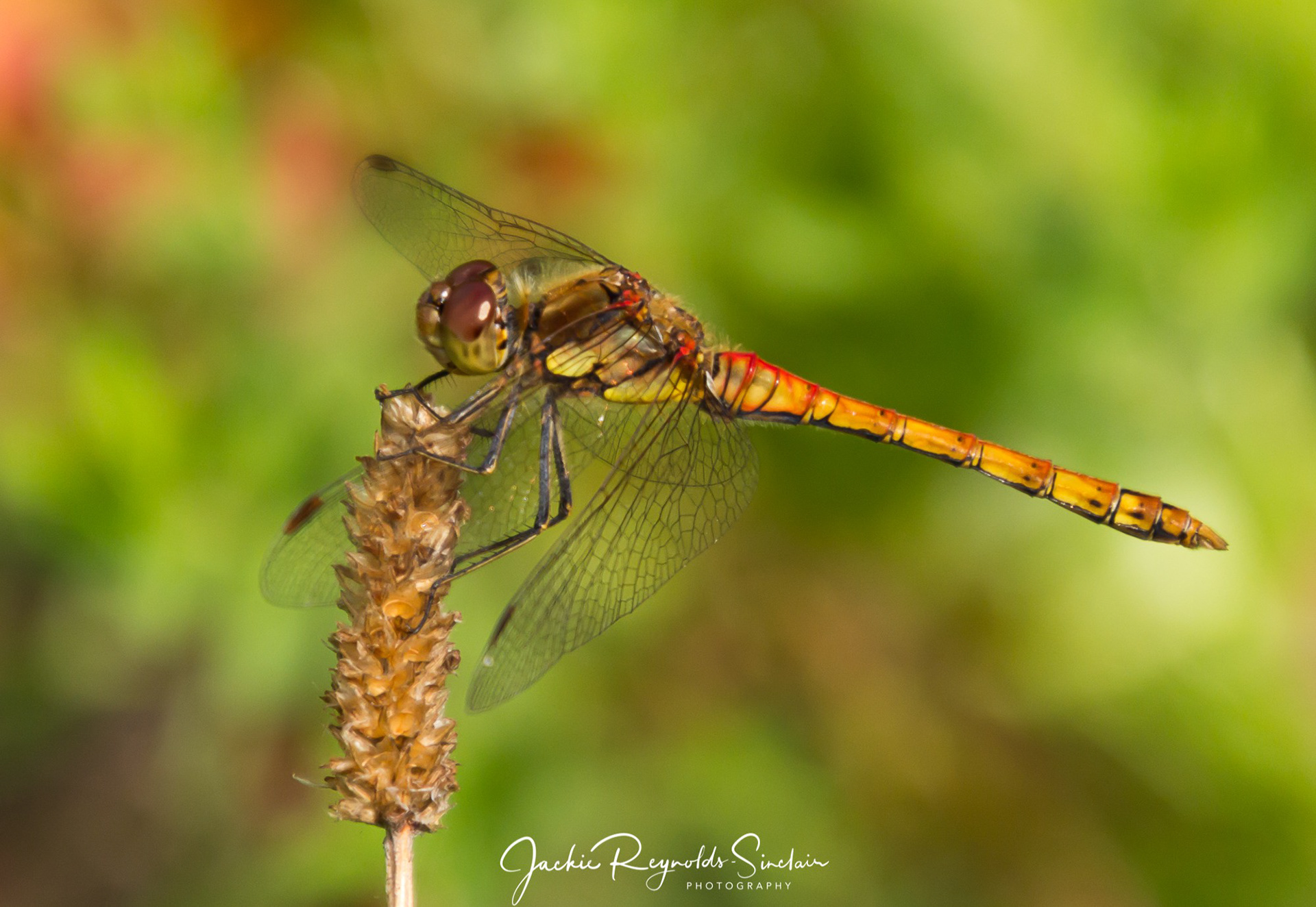 Dragonfly, UK