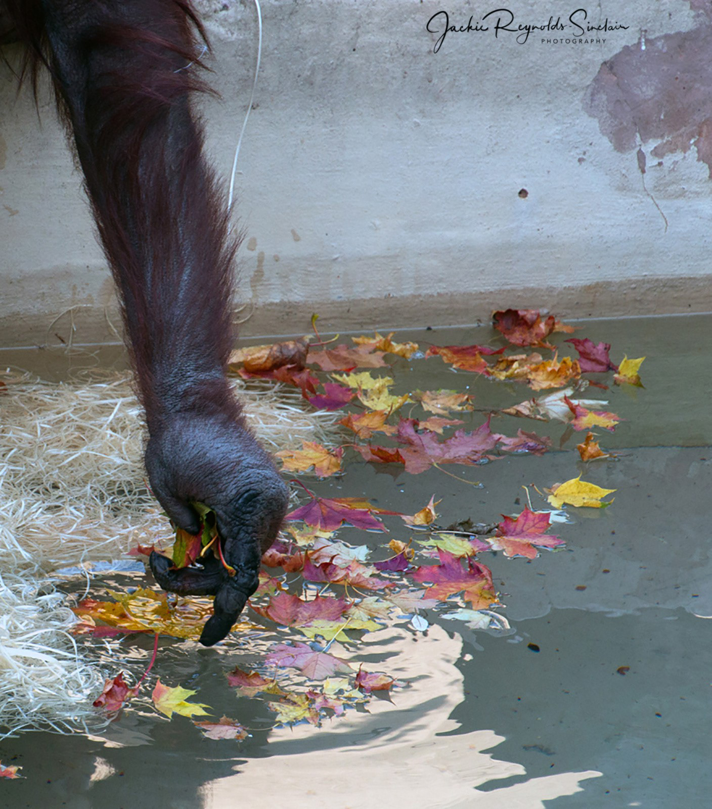 Autumn Leaves, Dudley Zoo