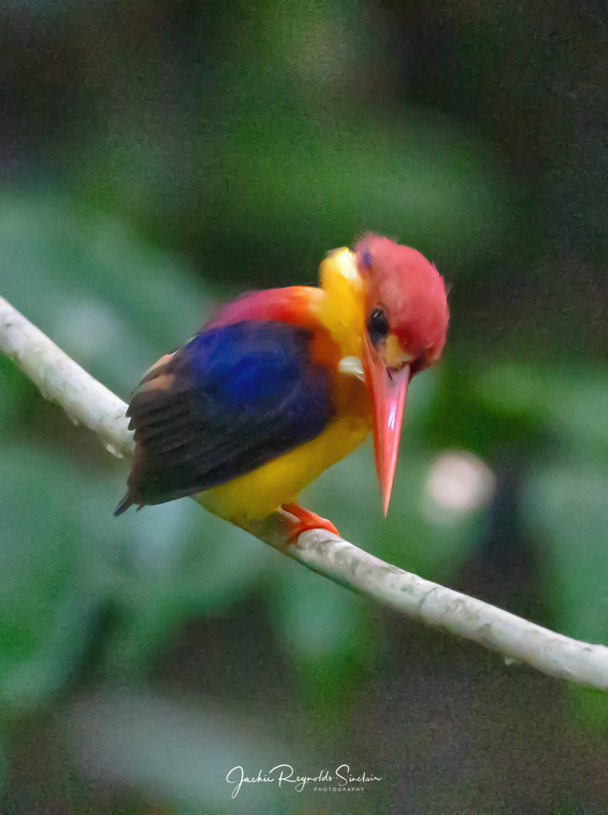 Oriental Dwarf Kingfisher