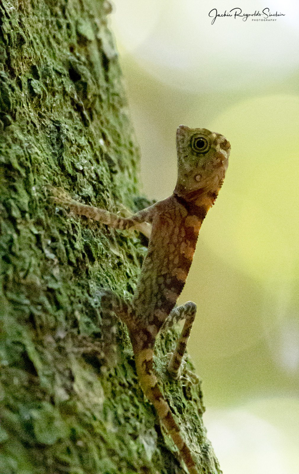Borneo Anglehead Lizard