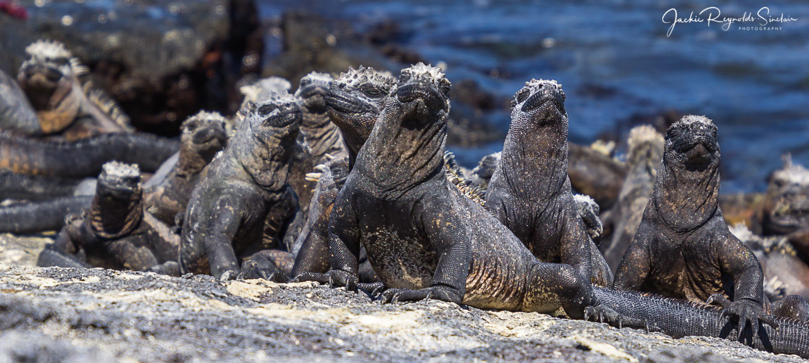 Marine Iguanas