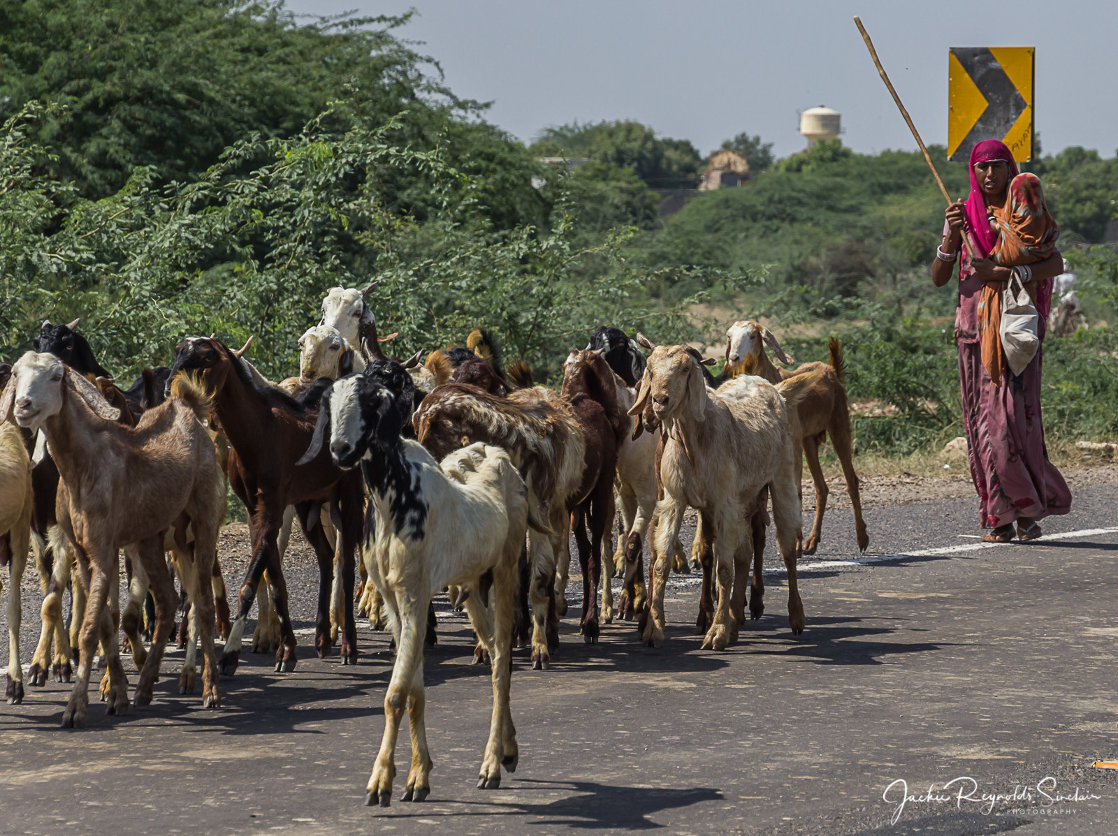 Rural Rajasthan 