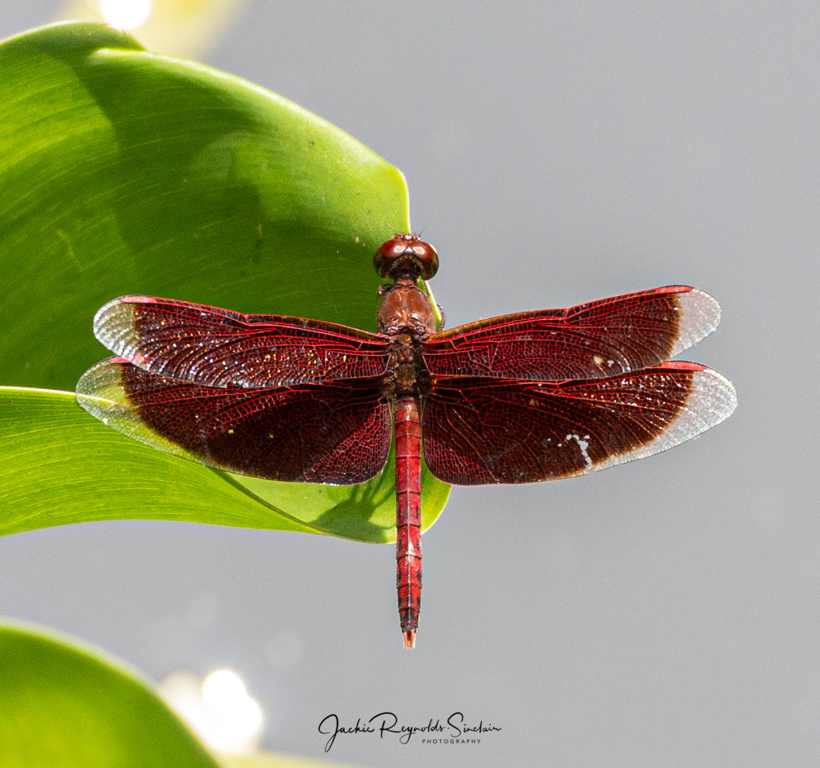 Neurothemis ramburii