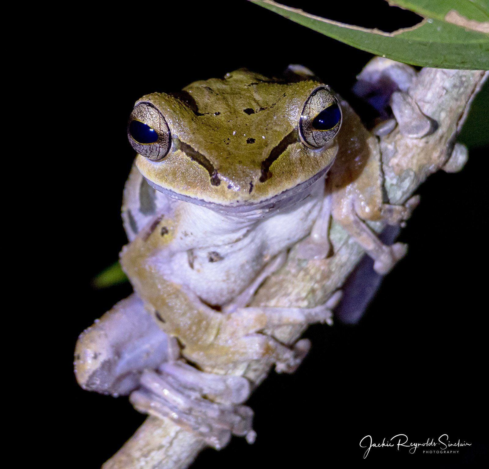 Tree Frog
