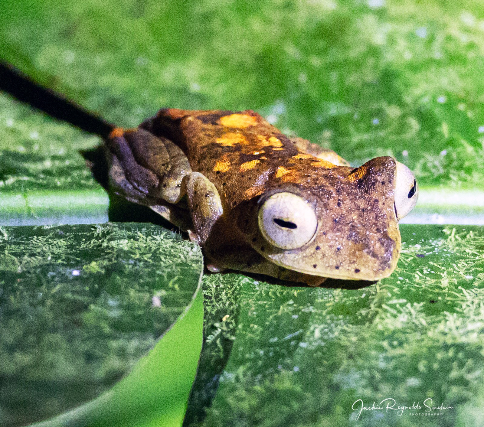 File-eared Tree Frog
