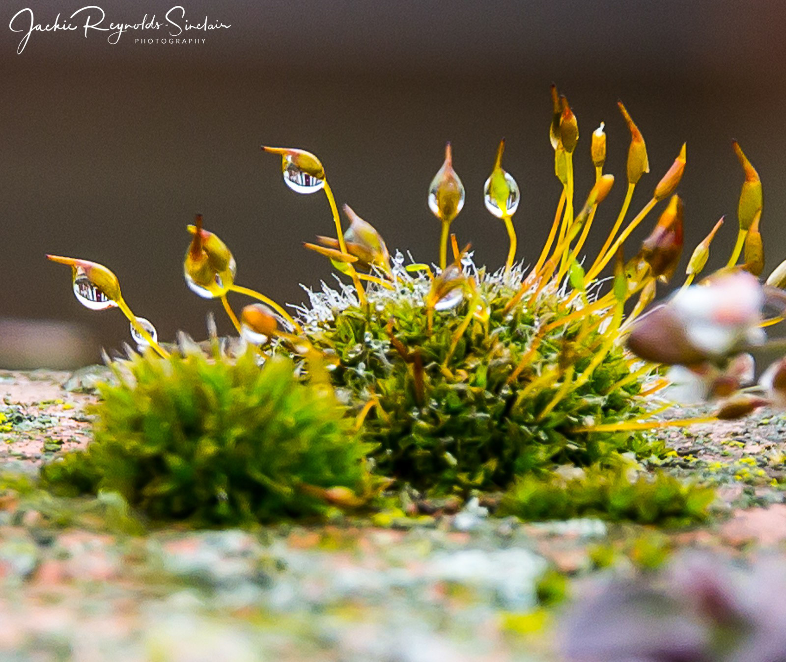 Raindrops on moss, UK