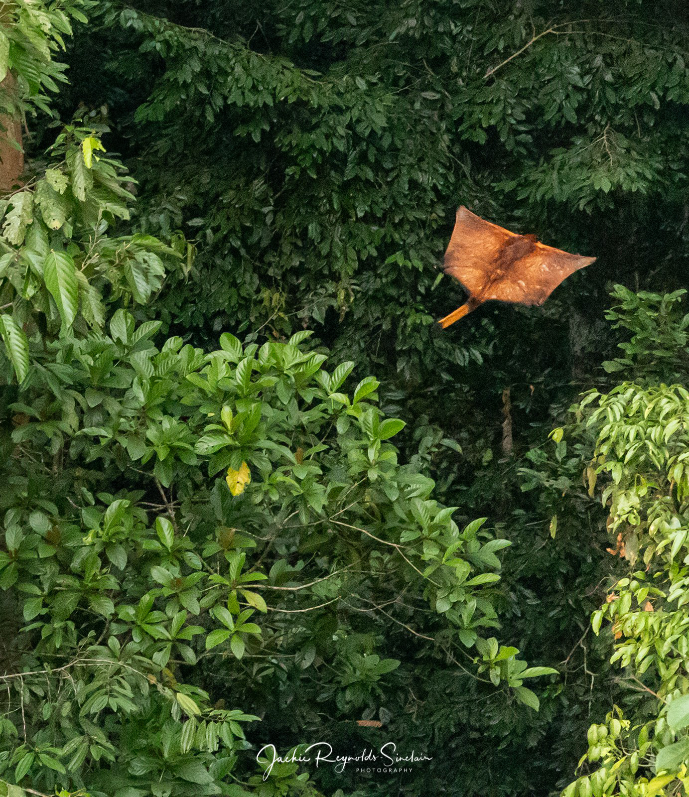 Red Giant Flying Squirrel