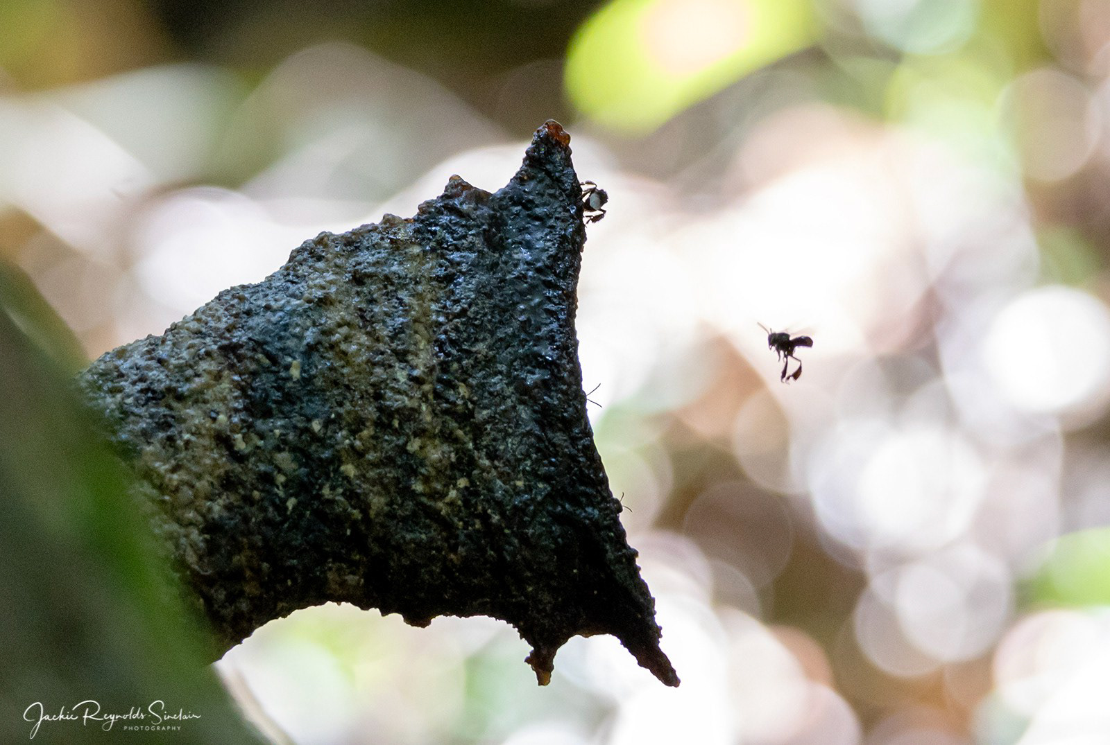 Stingless Bees