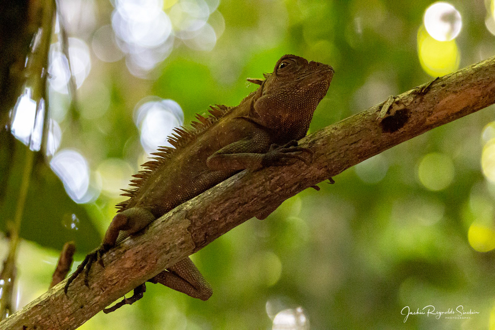 Borneo Anglehead Lizard