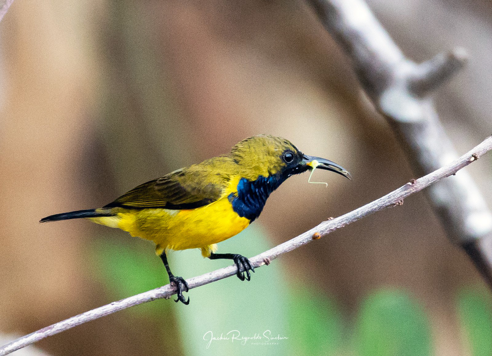 Olive-Backed Sunbird