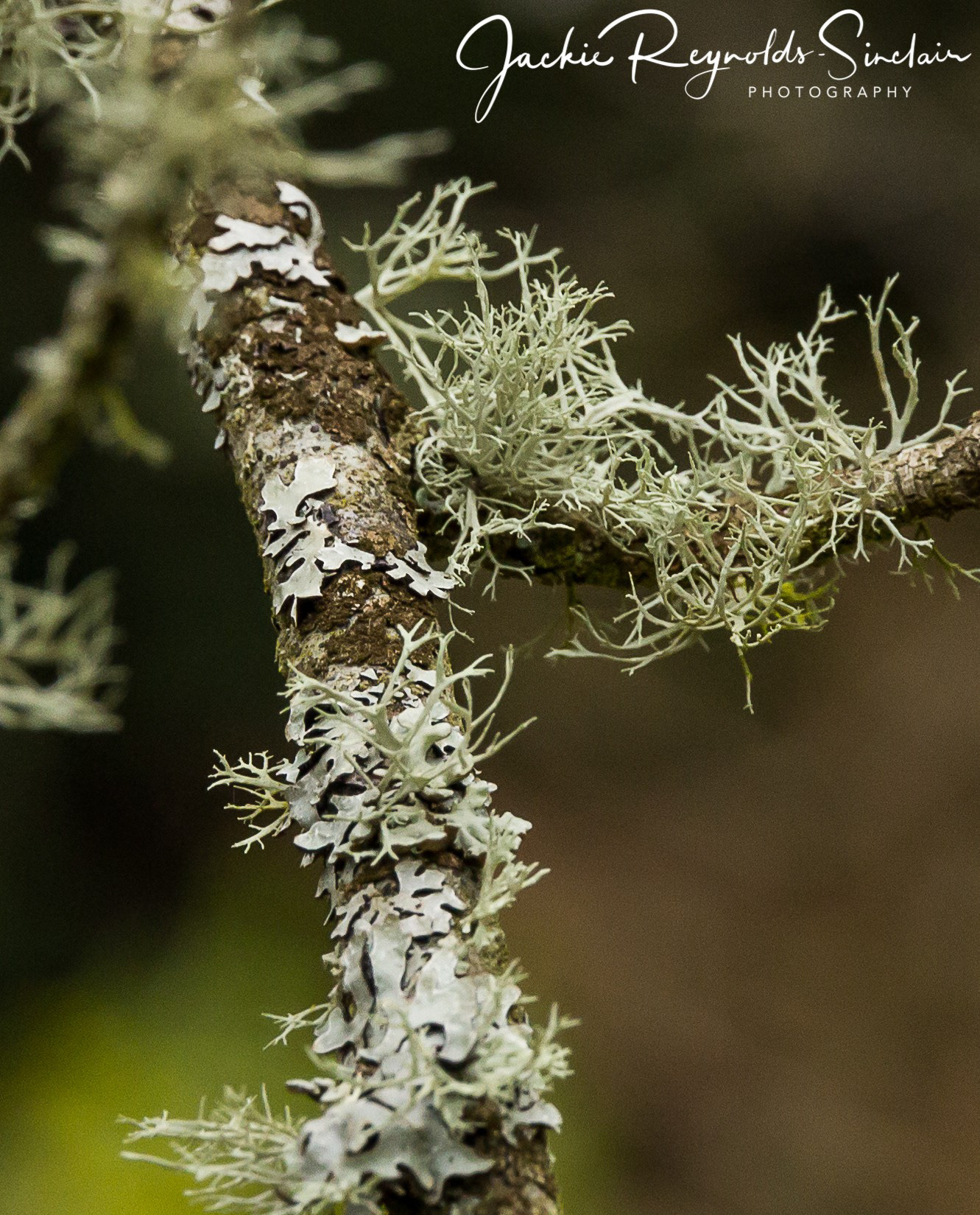 Lichen, UK