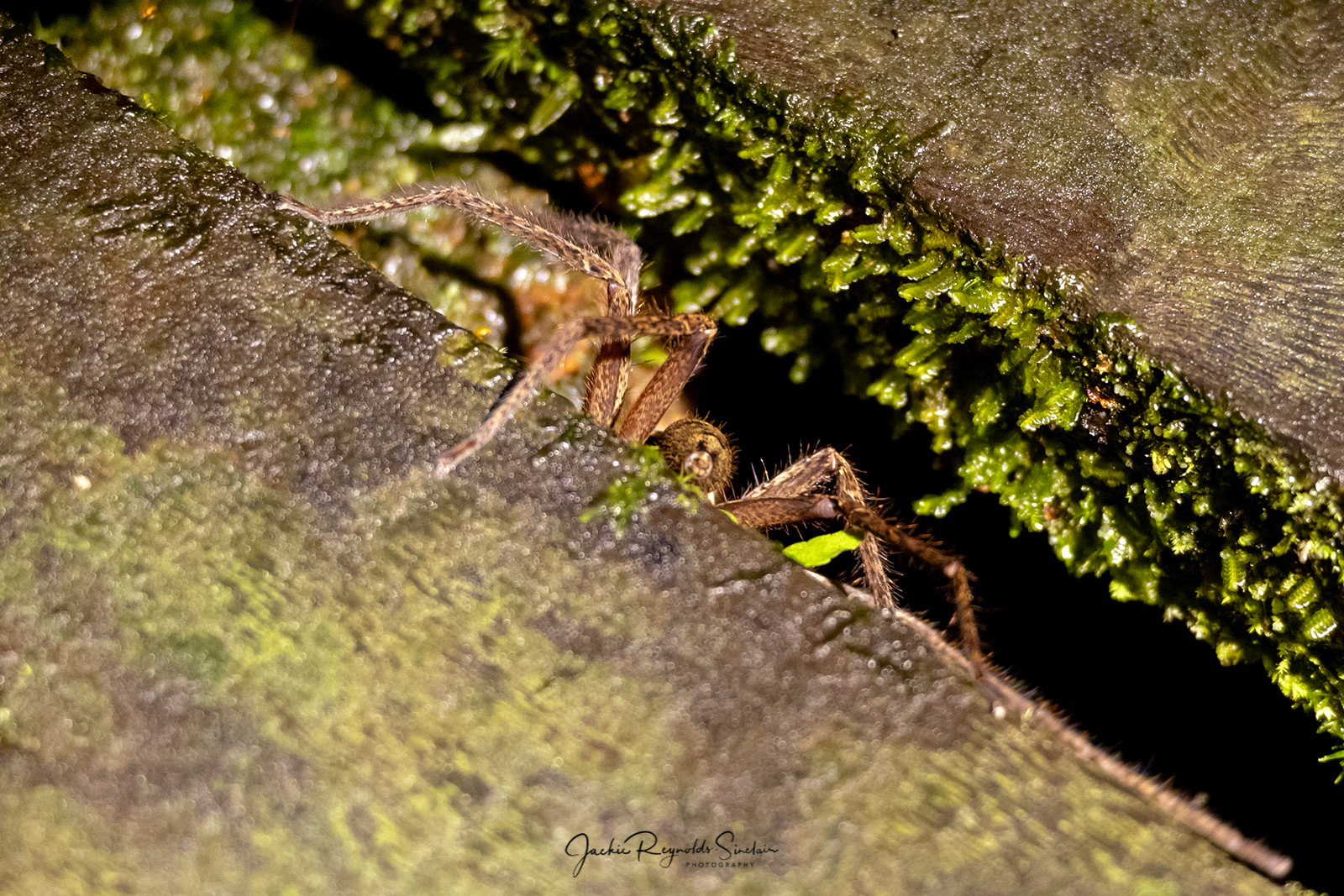 Huntsman Spider