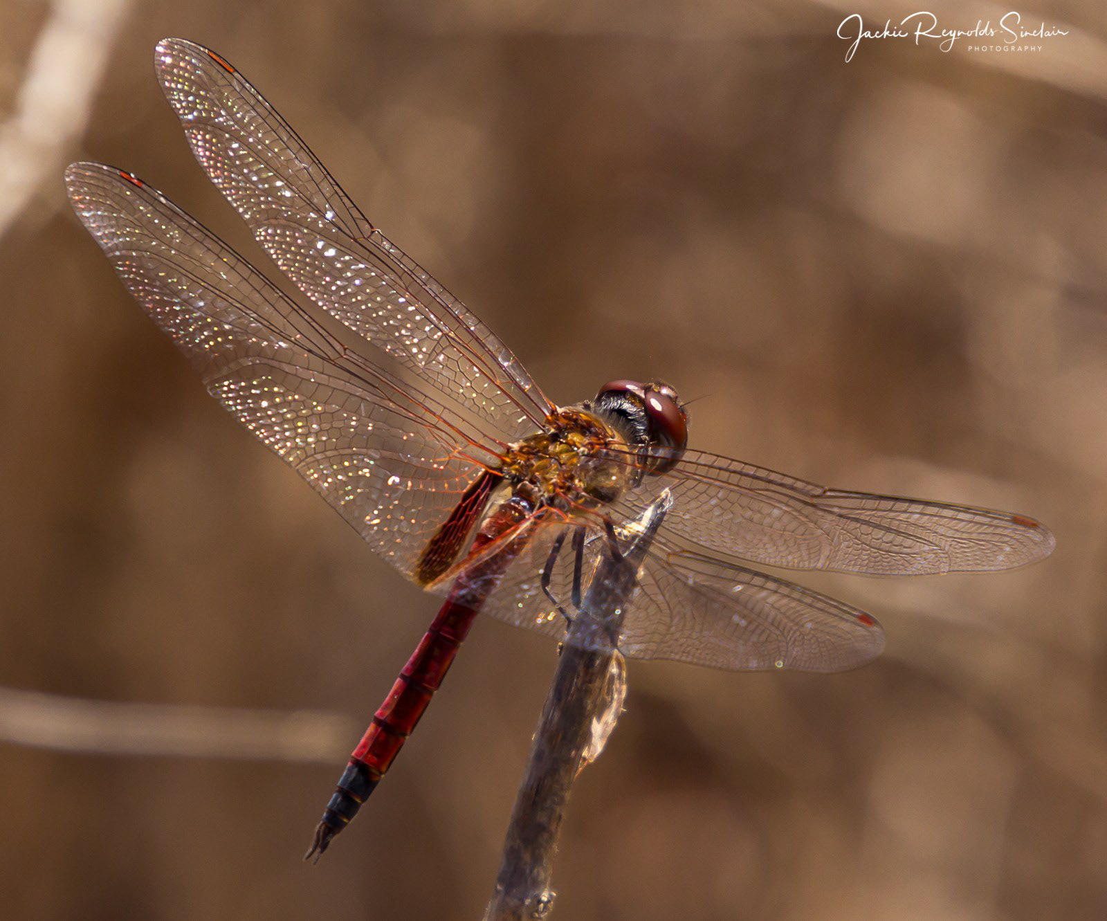 Galapagos Dragonfly
