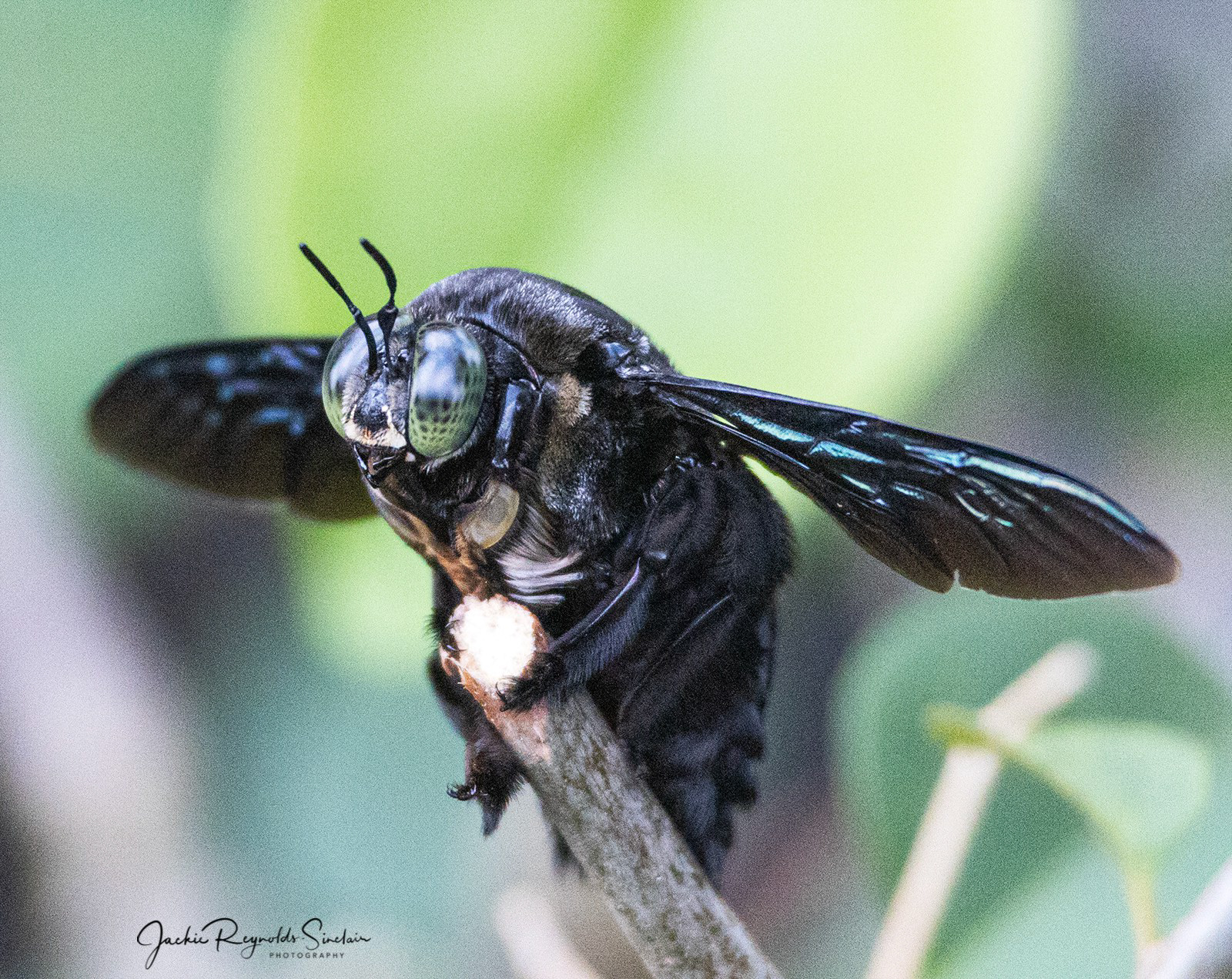 Bornean Carpenter Bee Xylocopa latipes
