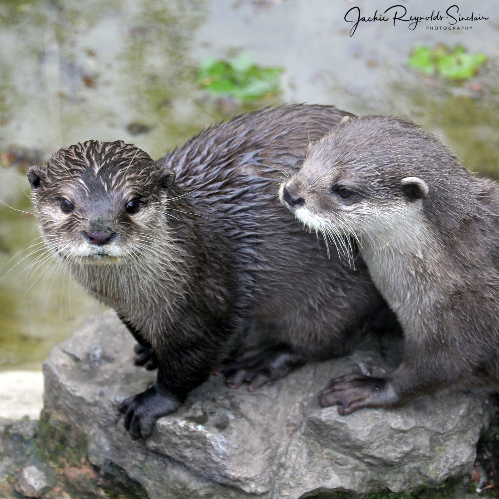 Asian small-clawed otter, Dudly Zoo, UK