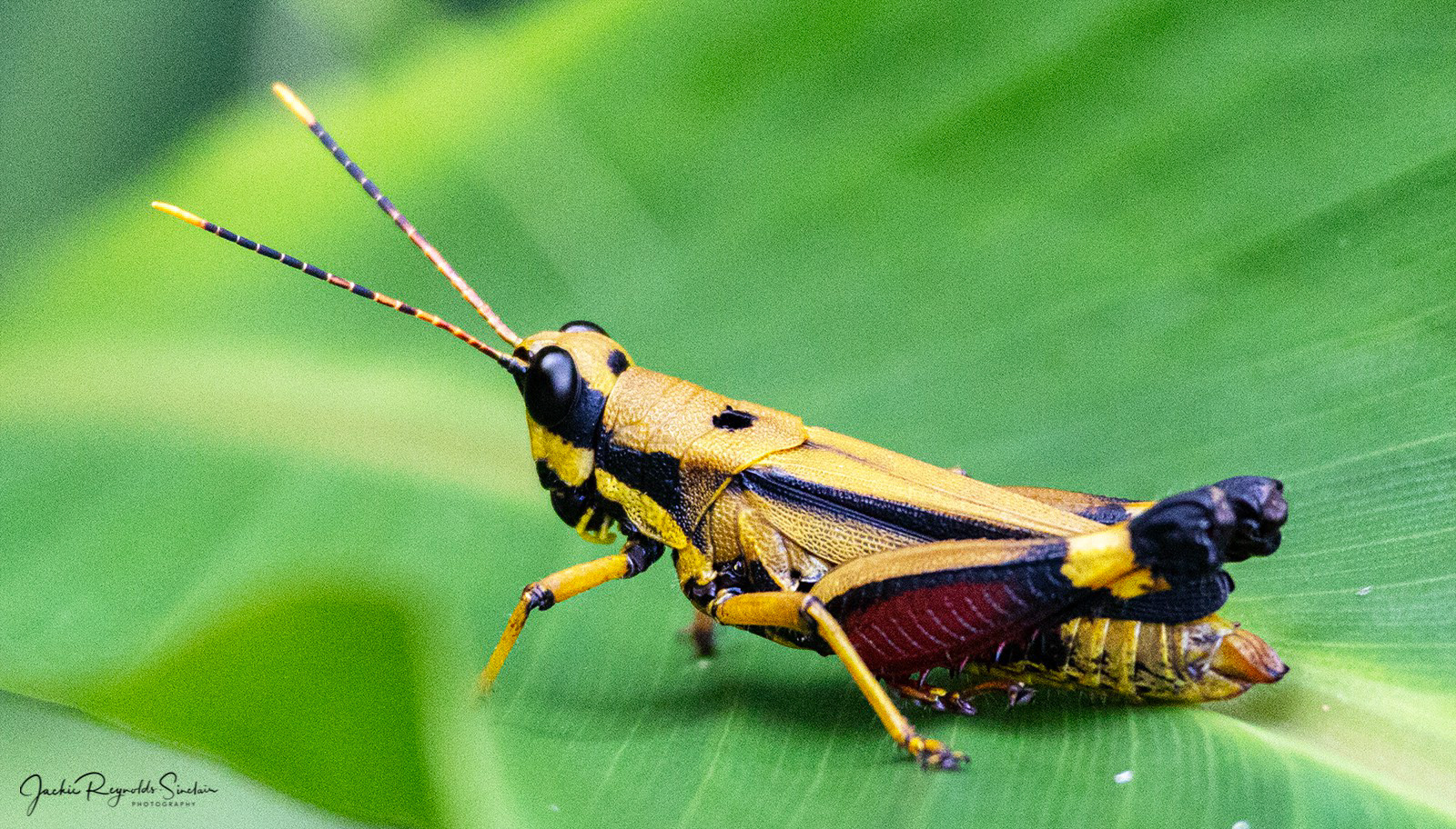 Black and yellow Grasshopper