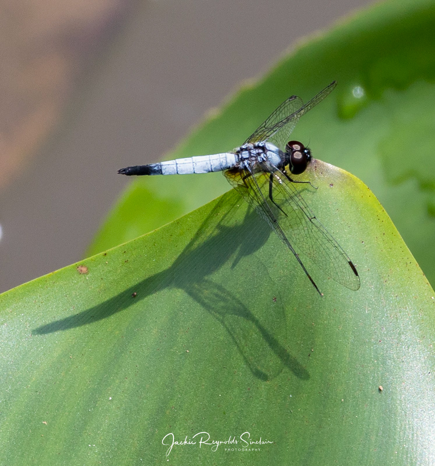 Pond adjutant, male Aethriamanta gracilis