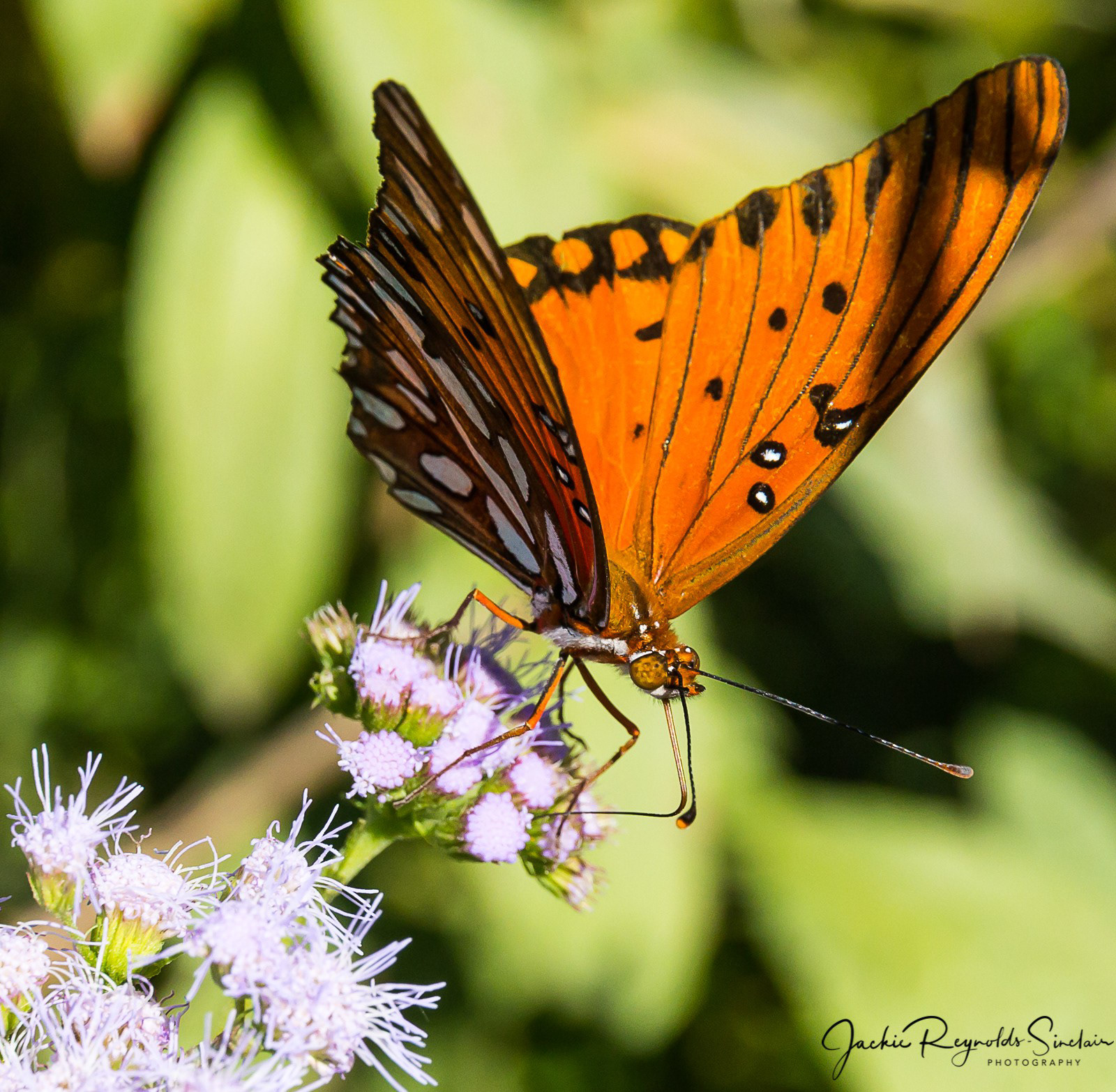 Gulf Fritillary, Oklahoma, USA