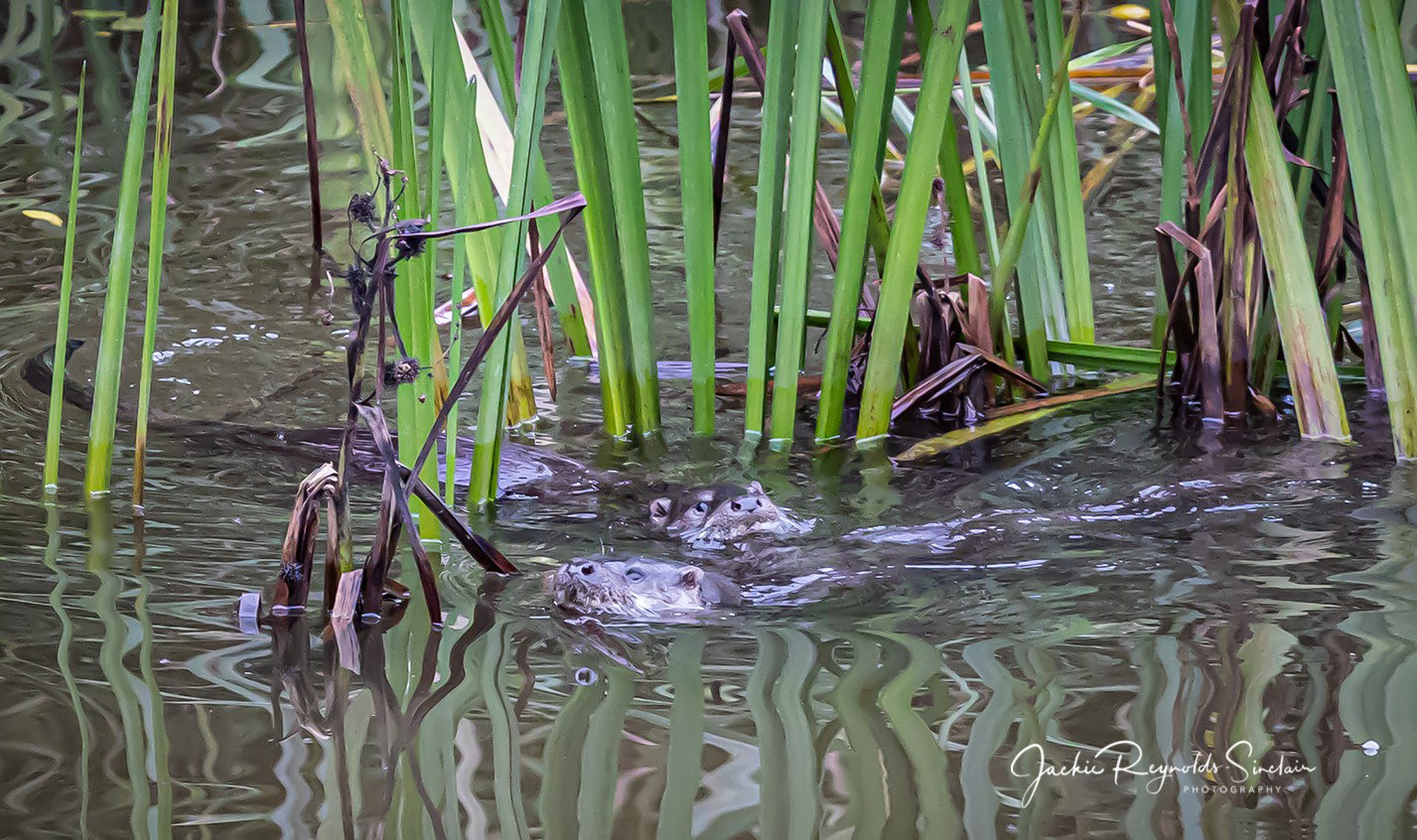 Otters, River Ant, Norfolk