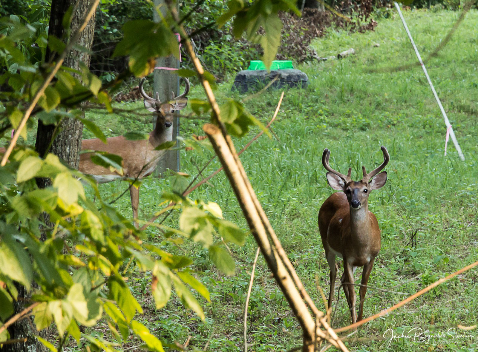 White Tailed Deer, Virginia