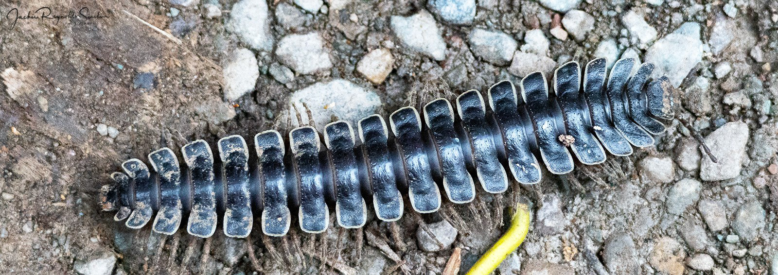Flat-backed (tractor) millipede (Polydesmus angustus)