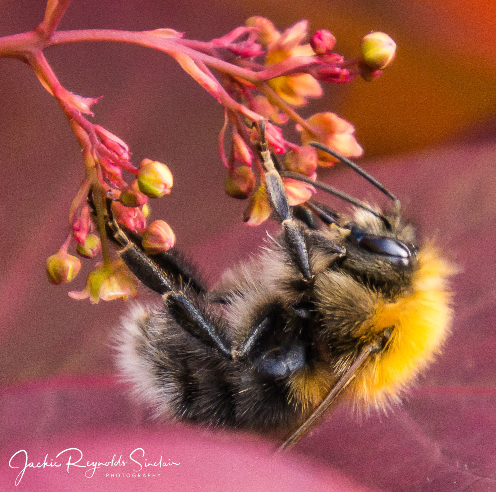 Bumble Bee, UK