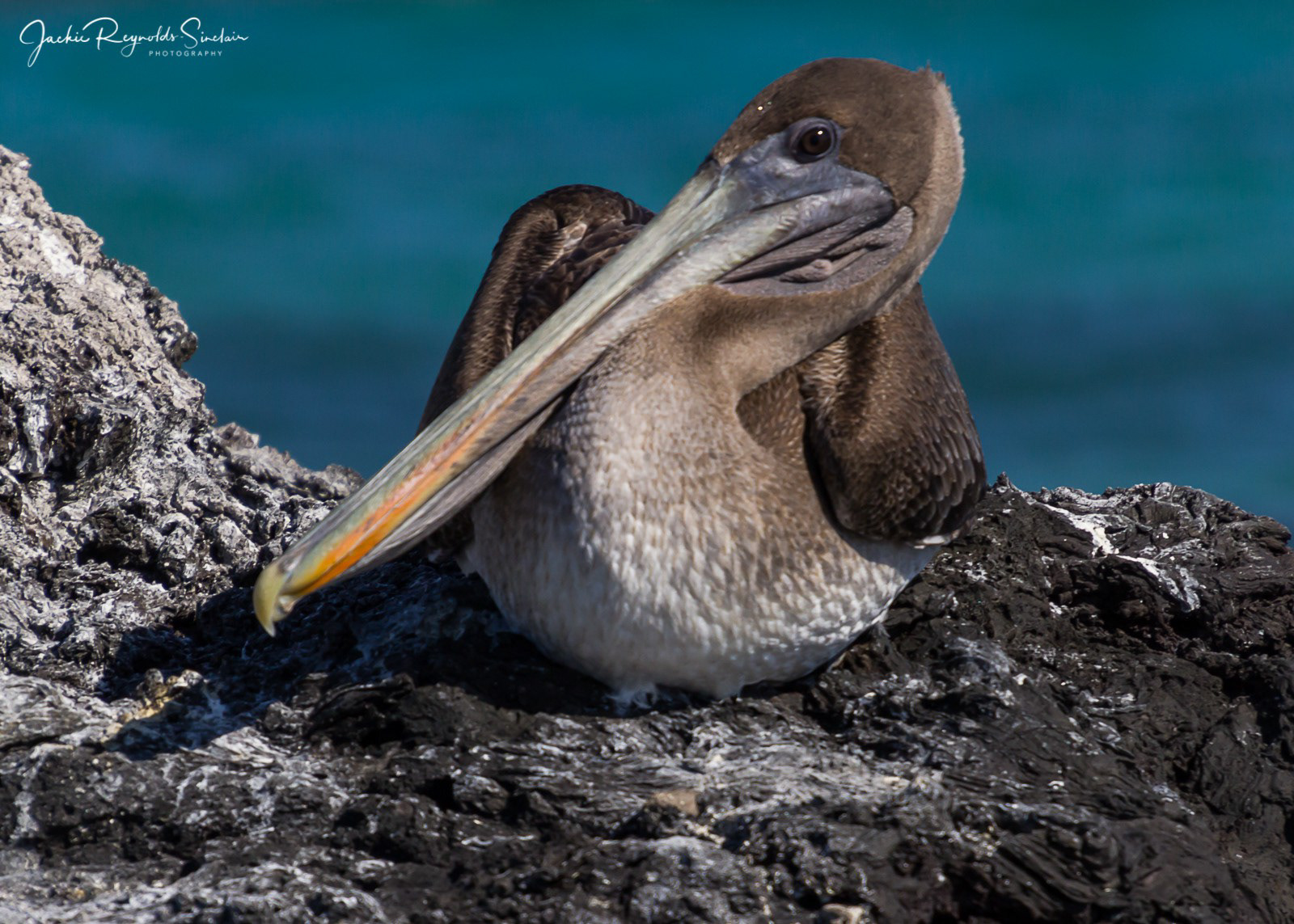 Galapagos Brown Pelican