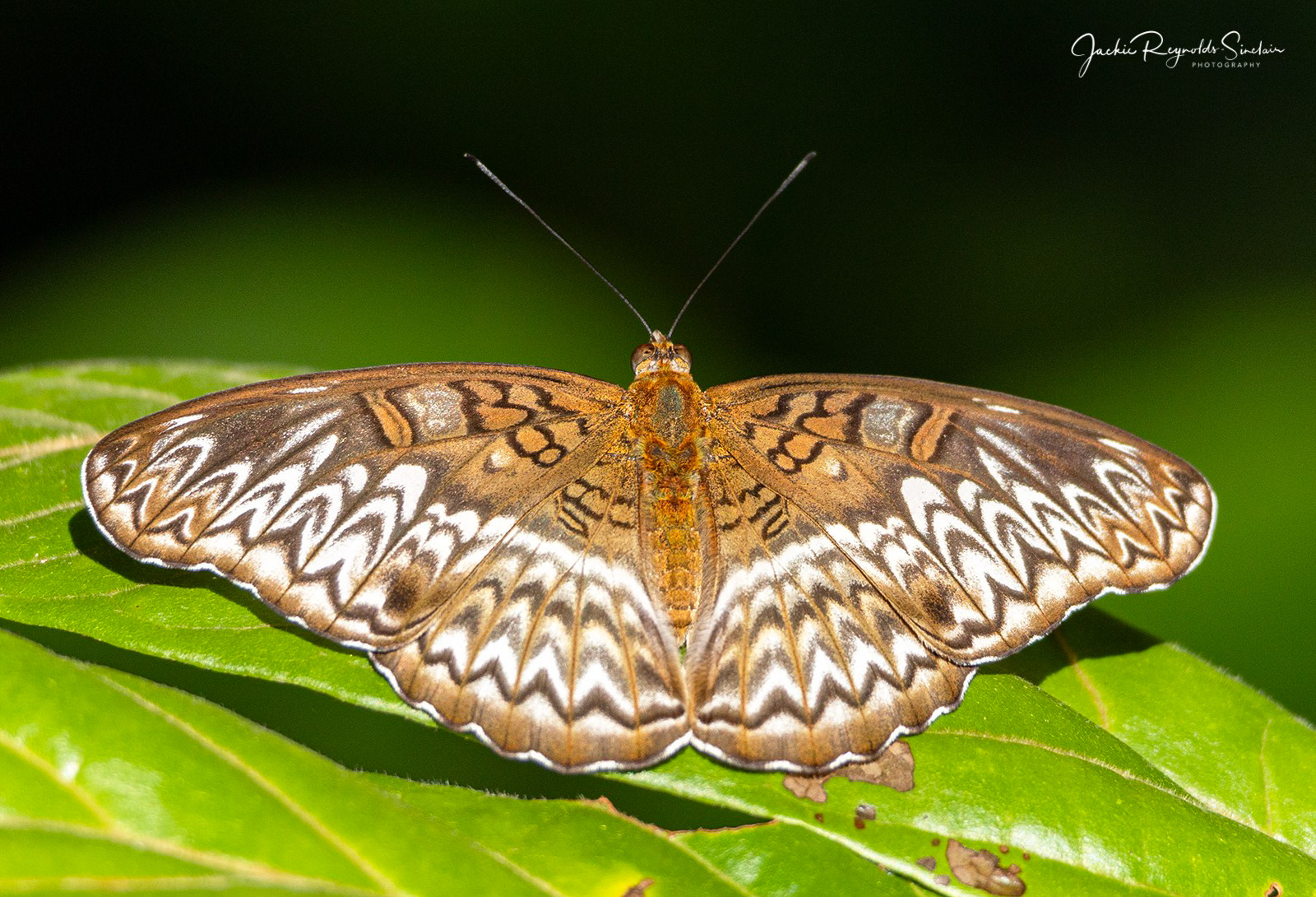 Tanaecia pelea, the Malay viscount