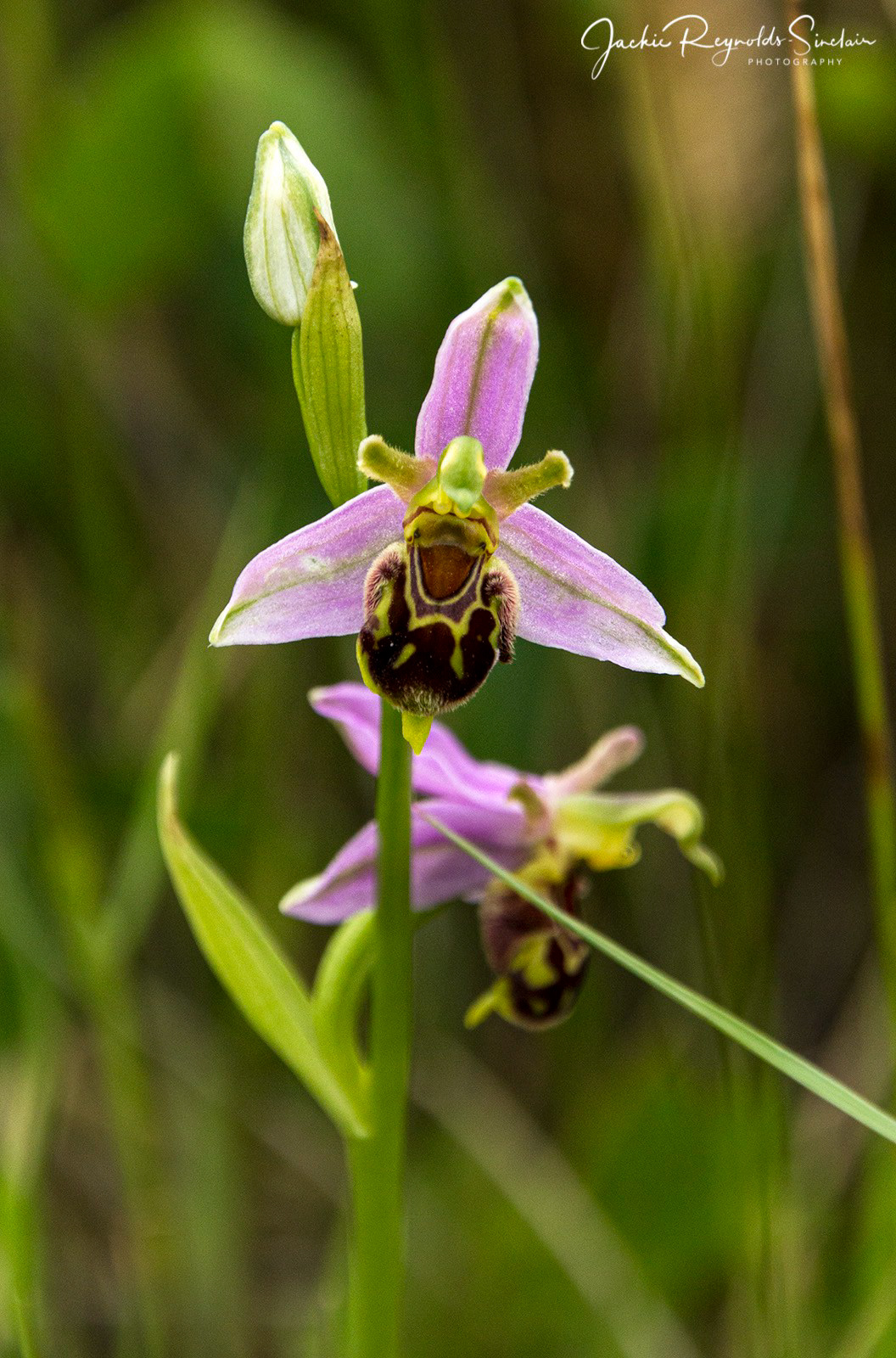 Bee Orchid, UK