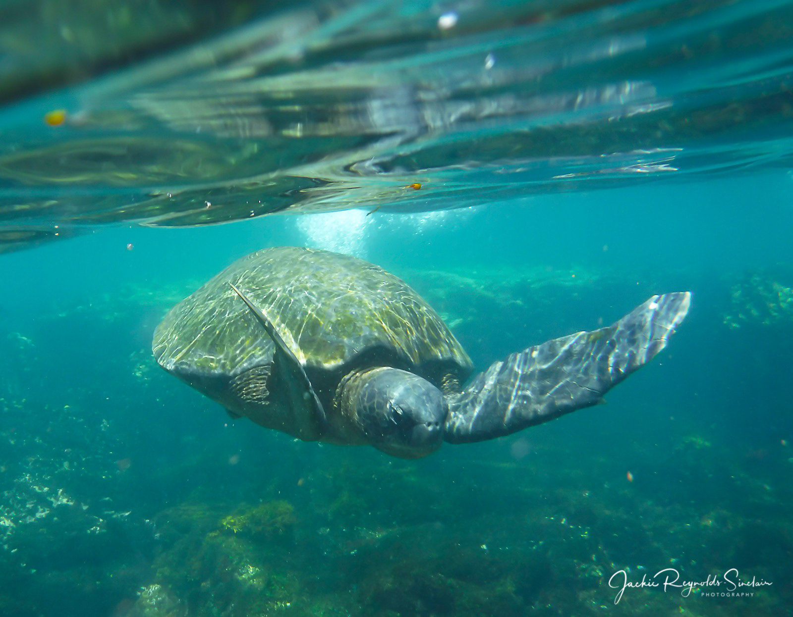 Galapagos Green Sea Turtle