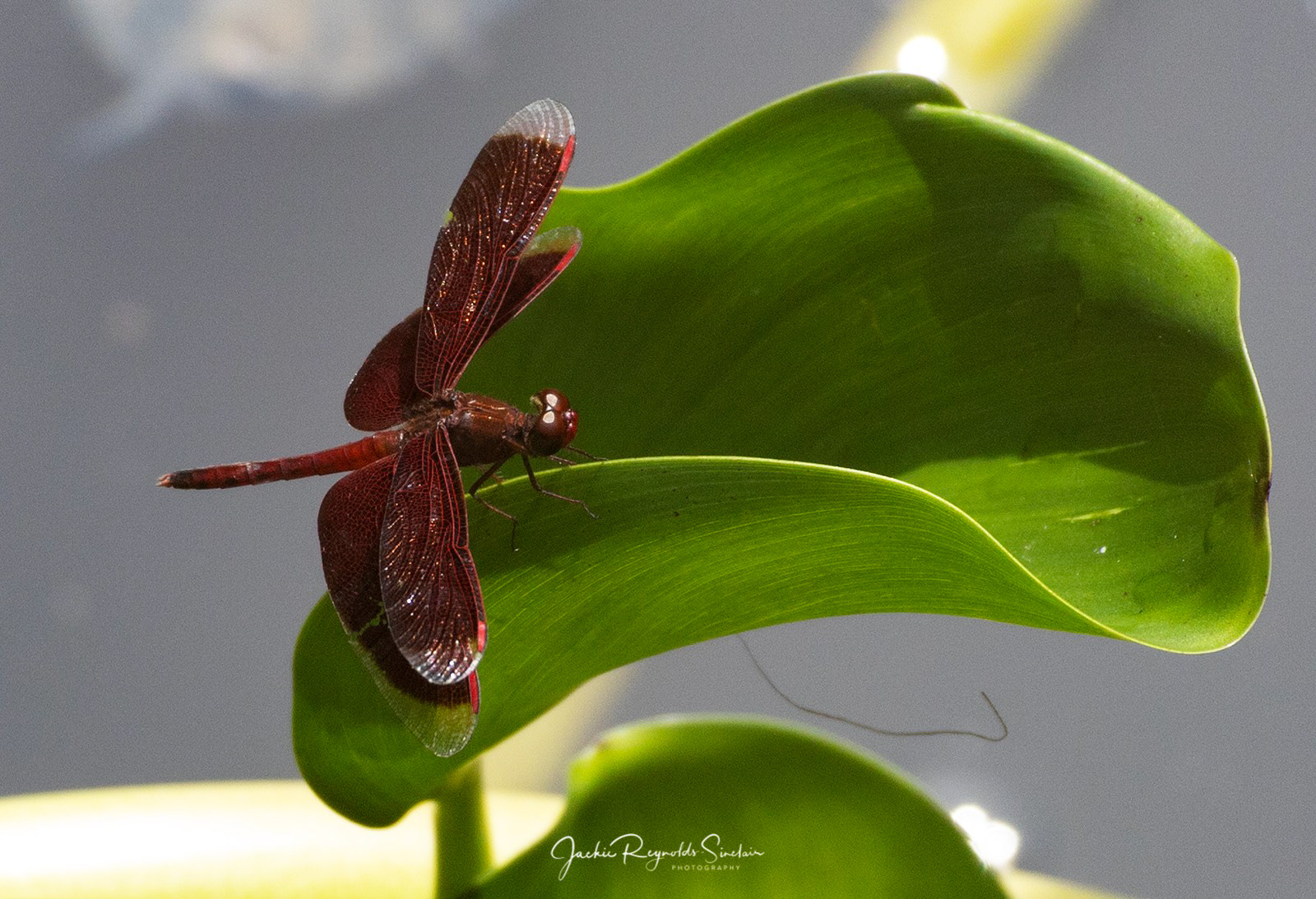 Neurothemis ramburii