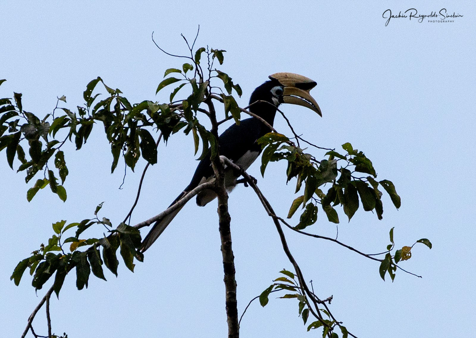 Oriental Pied Hornbill