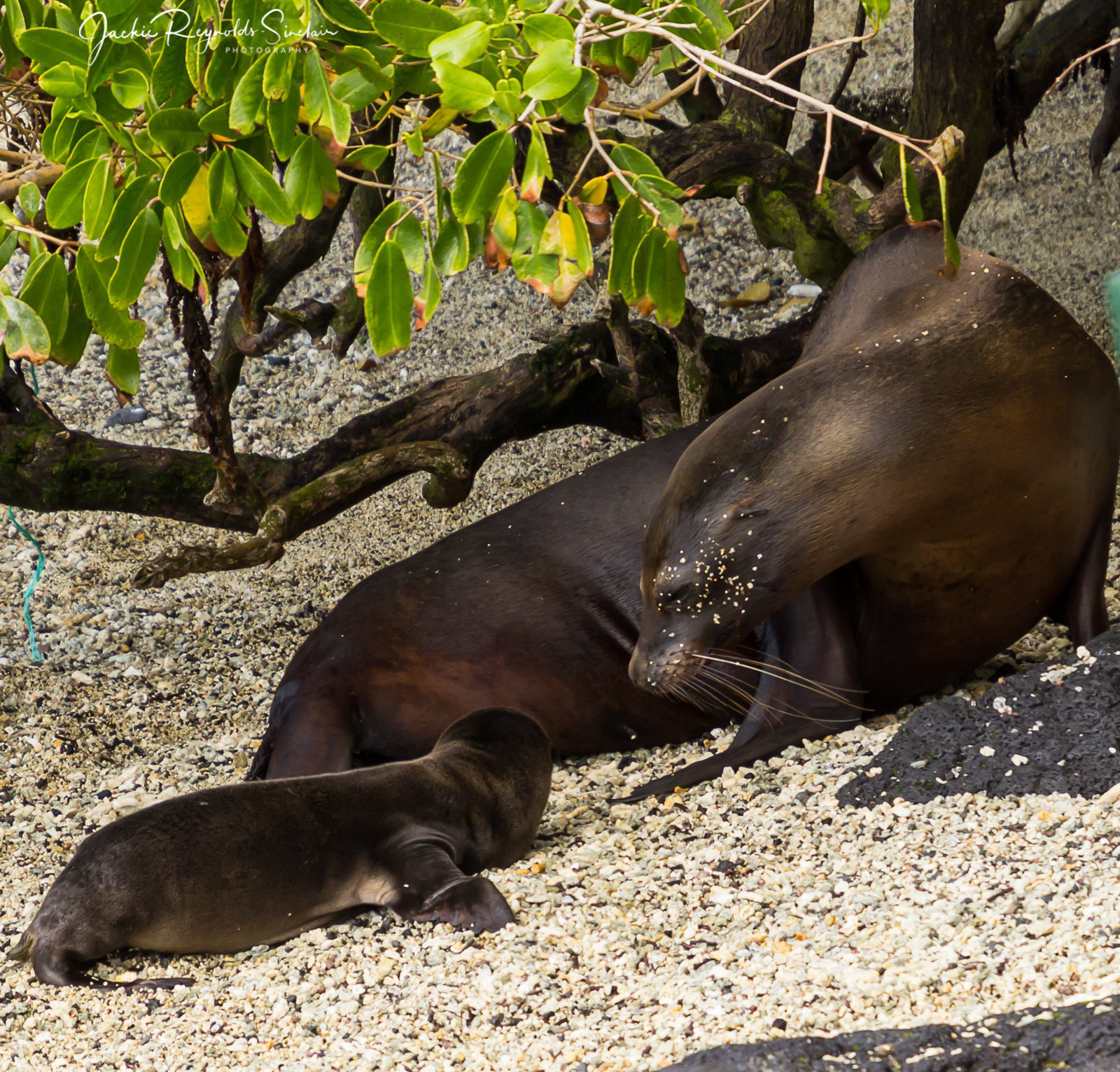 Galapagos Sea Lion