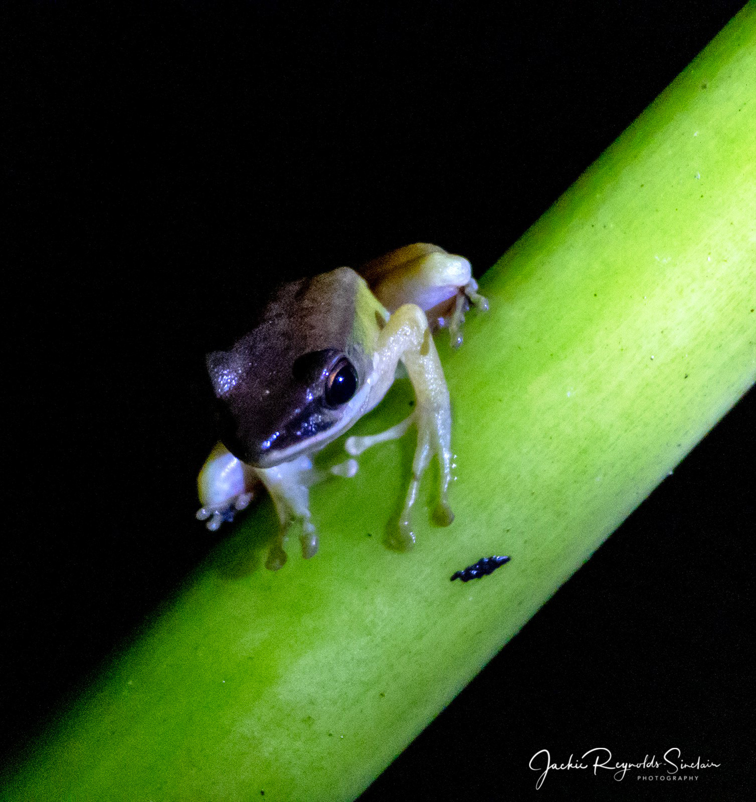 Hose's Frog