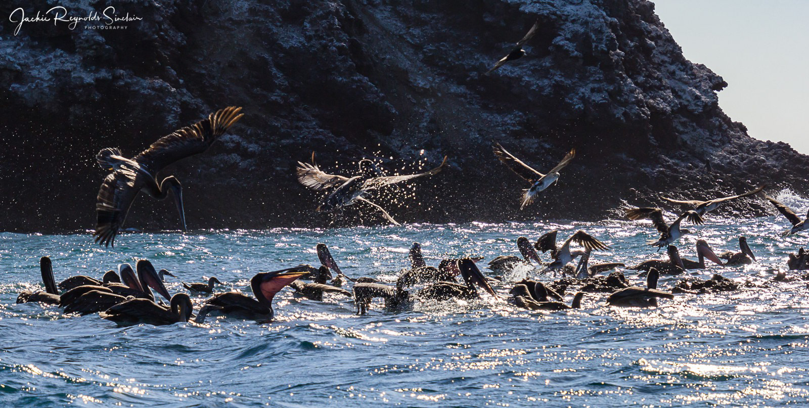 Galapagos Brown Pelicans, Blue-footed Boobies and Waved Albatrosses