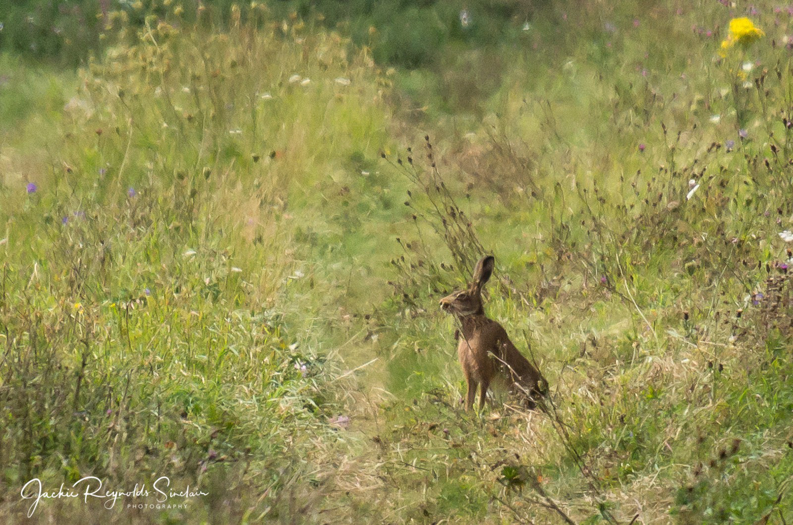 Hare, UK